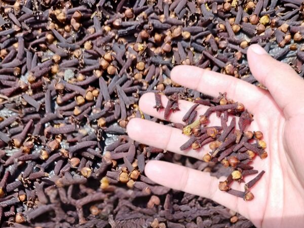 Cengkeh dan Lonjakan Harga Rempah 2026