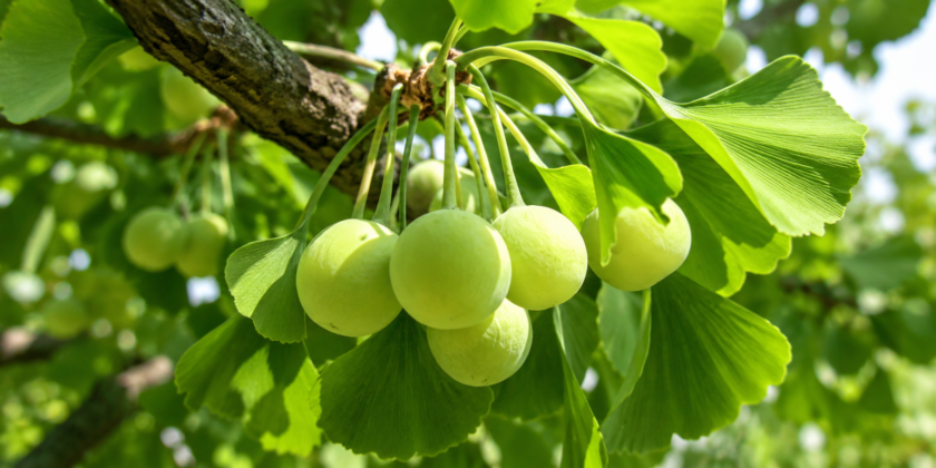 Tak disangka, Ginkgo Biloba Kembali Menjadi Herbal Yang Banyak Dicari Lagi.